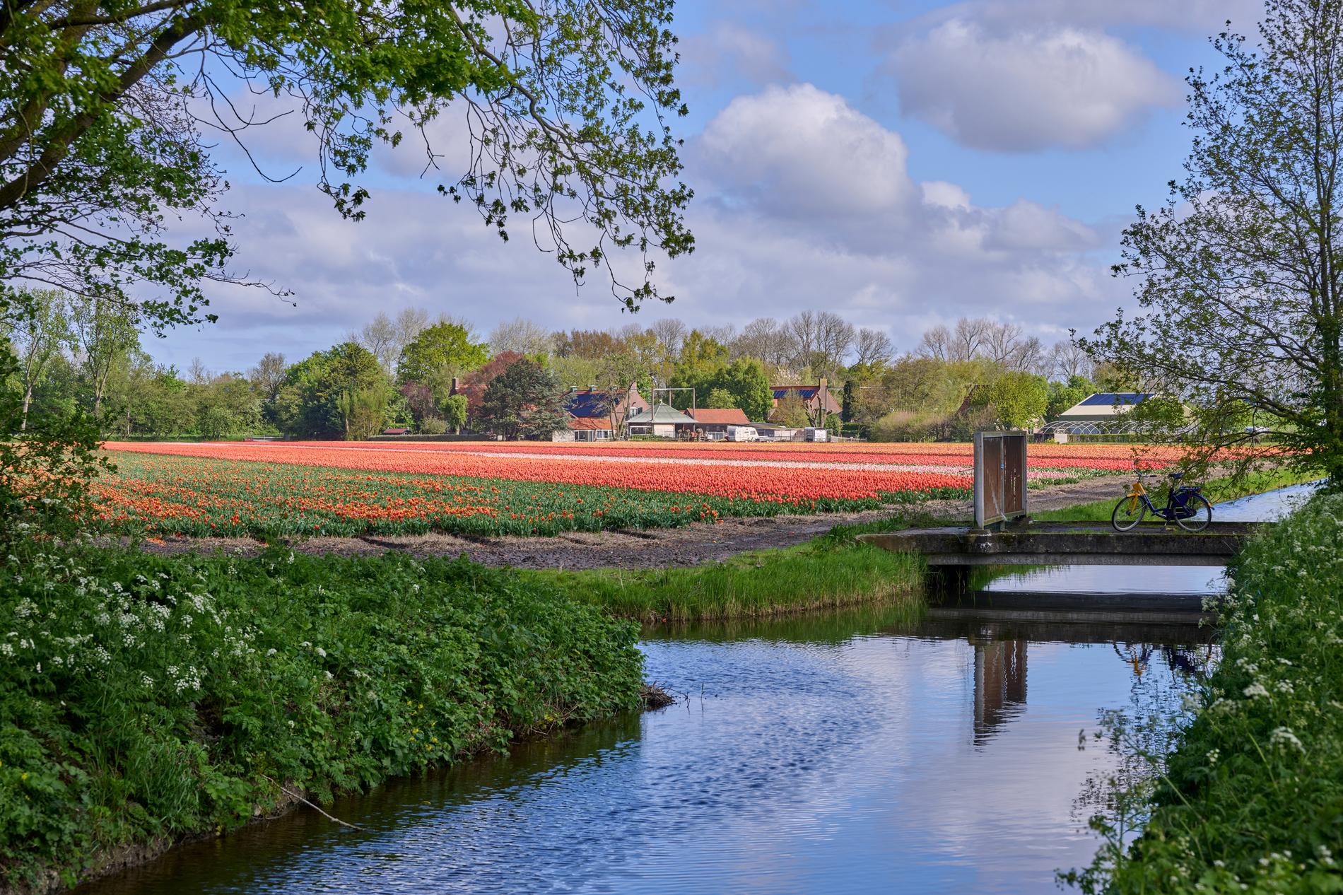 Bloeiende tulpenveld in Teylingen en de Bollenstreek, passend bij financieel advies in de Bollenstreek.
