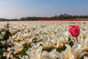 Foto van de bloemenvelden in de Bollenstreek, passend bij lokaal financieel advies Bollenstreek.